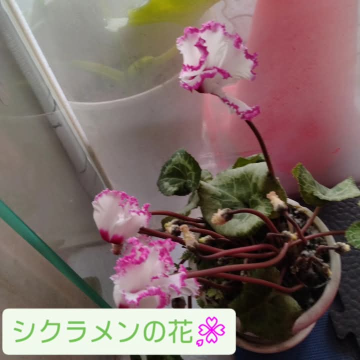 シクラメンの花！！